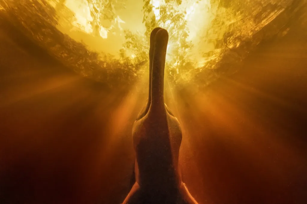 Vítězové soutěže Underwater Photographer of the Year 2025