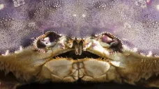 Metacarcinus magister