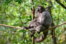 Po zlínské zoo běhají „pupkáči“. Chápany vlnaté chovají jako jedna z mála evropských zahrad