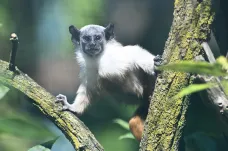 Tamarínu pestrému hrozí v Brazílii vyhynutí