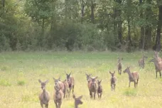 Divočáci sbírají odvahu, troufnou si skoro až do centra města. Přibývá i nehod se zvěří