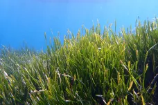 Svět je závislý na mořských loukách. Kvůli znečištění a klimatickým změnám jsou ale v ohrožení