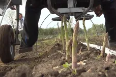 Na Znojemsku začali díky teplému počasí se sklizní chřestu o měsíc dřív