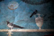 Pompeje střeží káně a sokol. Chrání je před agresivním holubím trusem